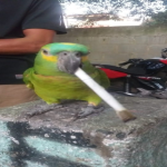 VTLog
