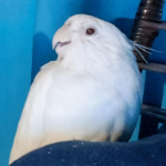 VTLog
